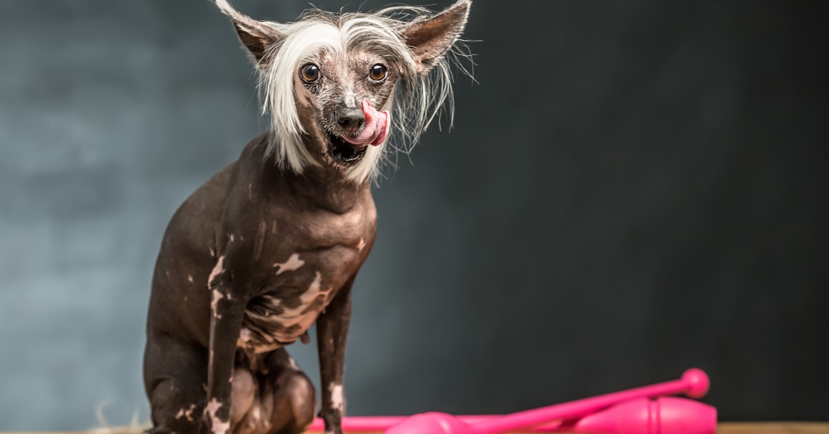  A Chinese crested dog is calmly sitting on a wooden table in a studio.