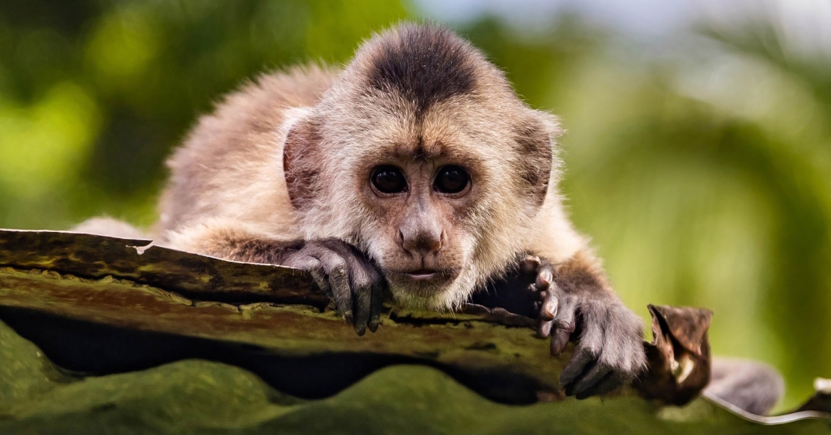 A curious and cute capuchin monkey sitting on a wooden shade, looking at the camera