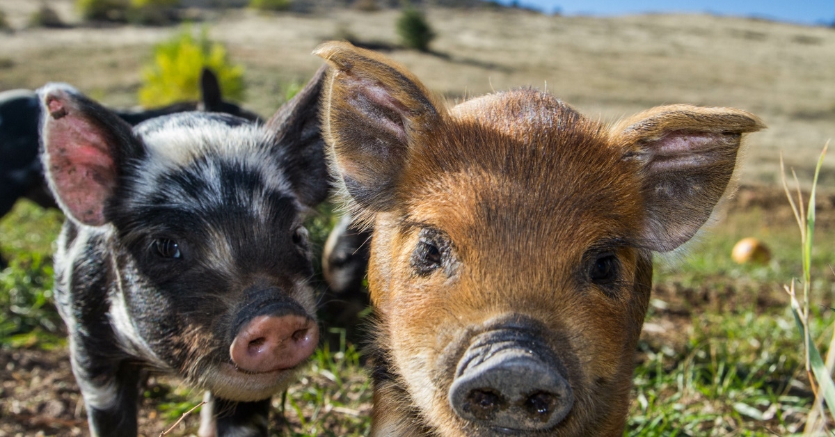 A group of cute mini pigs are having fun on the farm on a beautiful afternoon.