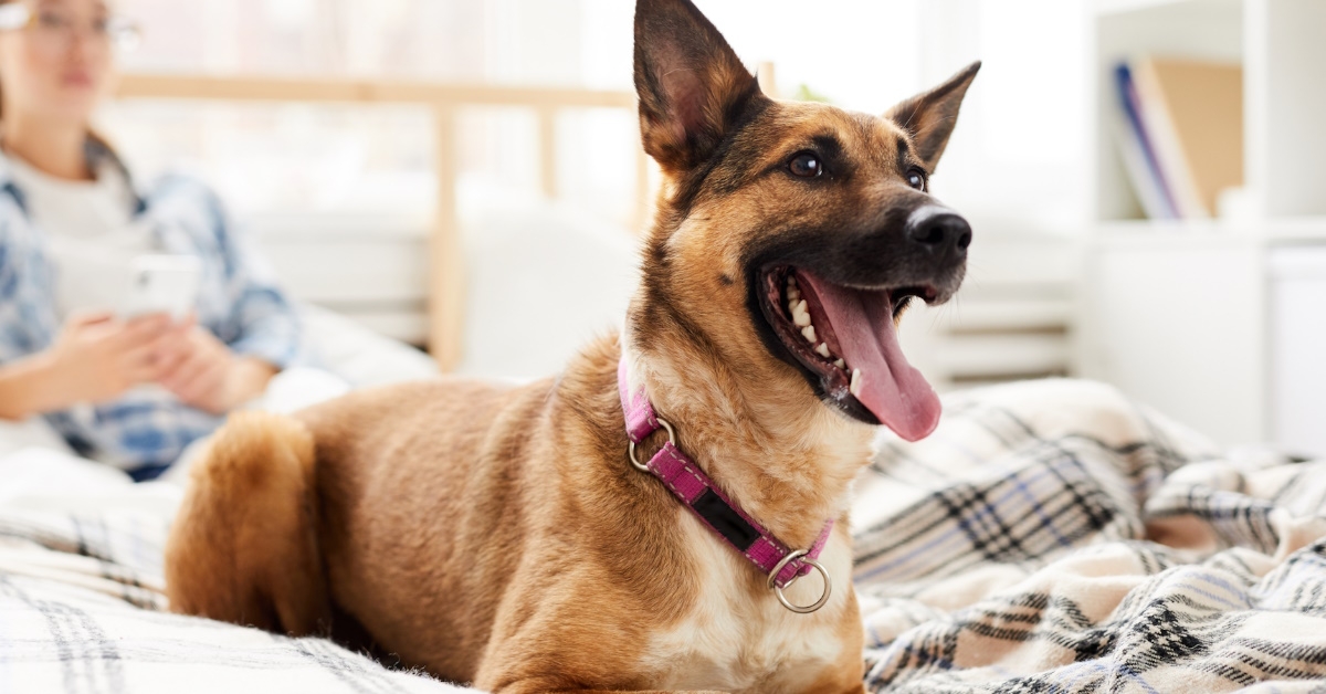 A happy dog lying in bed, while the owner watches television in the background.