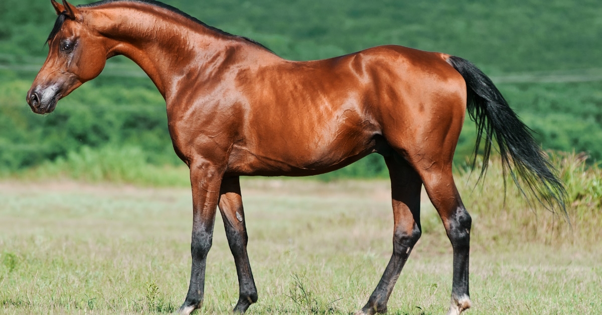 beautiful bay arabian horse grazing in an open area