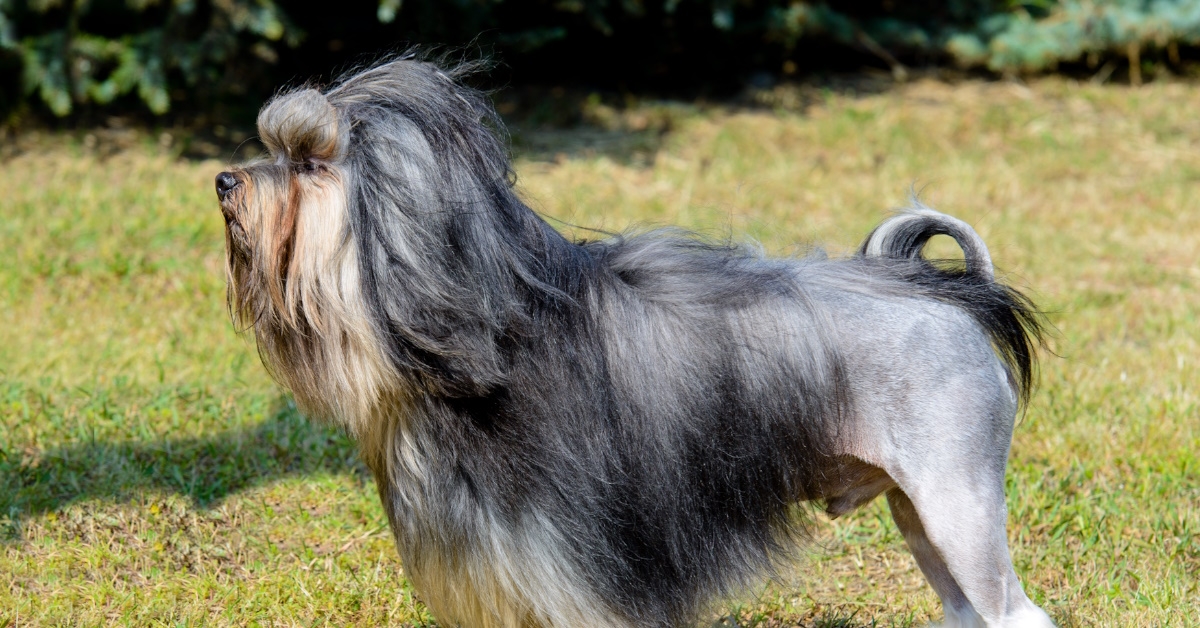  A Little Lion Dog with long gray and brown hairs stands on the grass in the park.