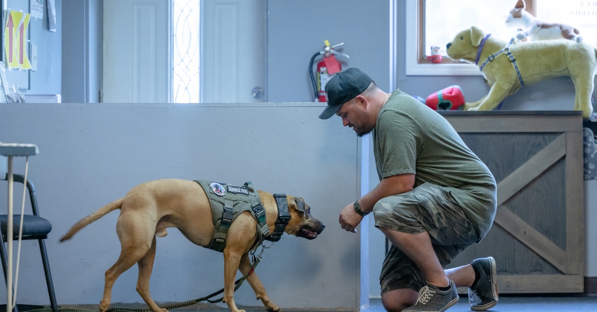 military veteran training dogs for tracking, explosive detection, patrol, search and rescue, and attack