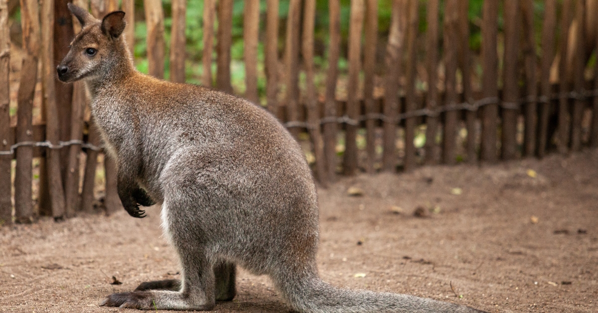  A red-necked kangaroo 