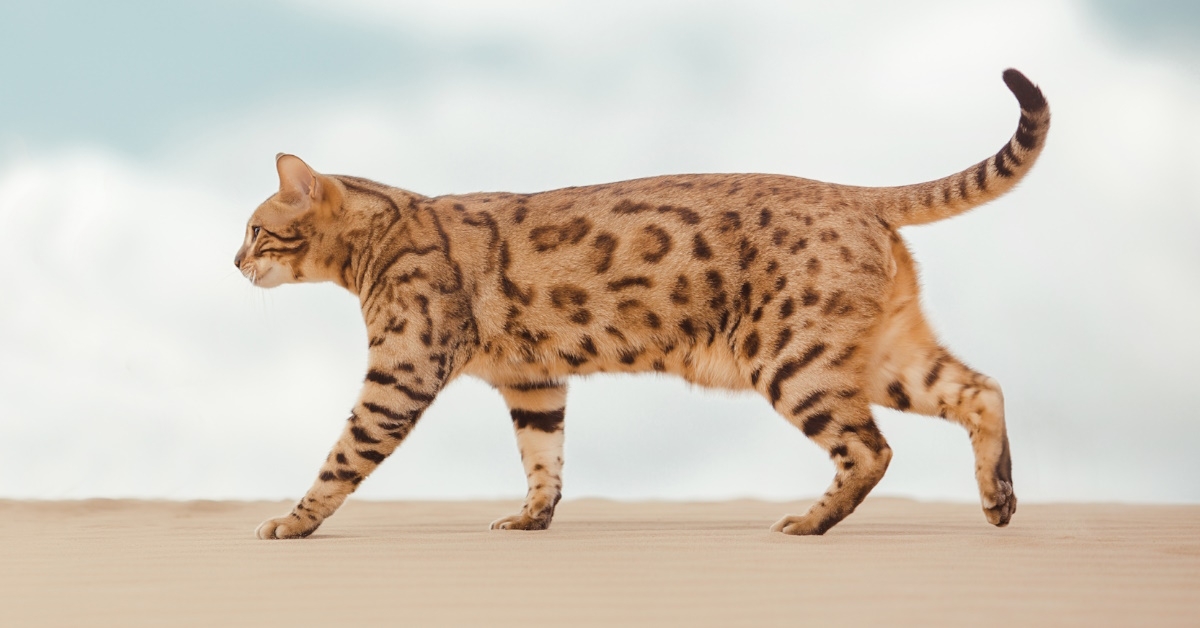 A Savannah cat is walking in the desert during the daytime