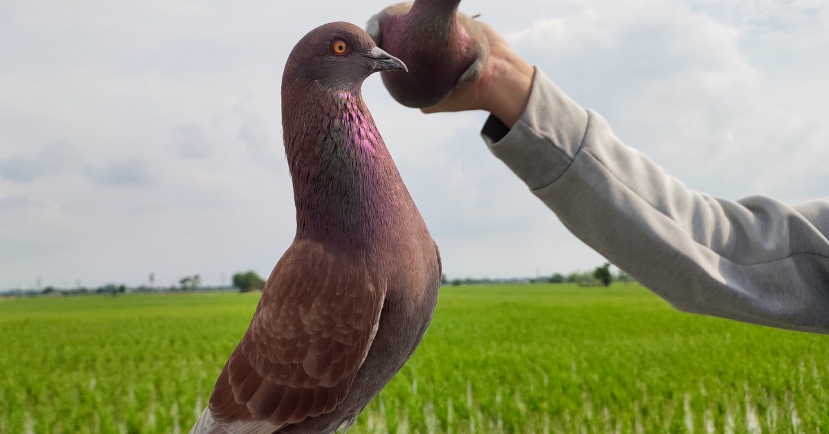 The man prepares to release a sprint racing pigeon held in his hand.