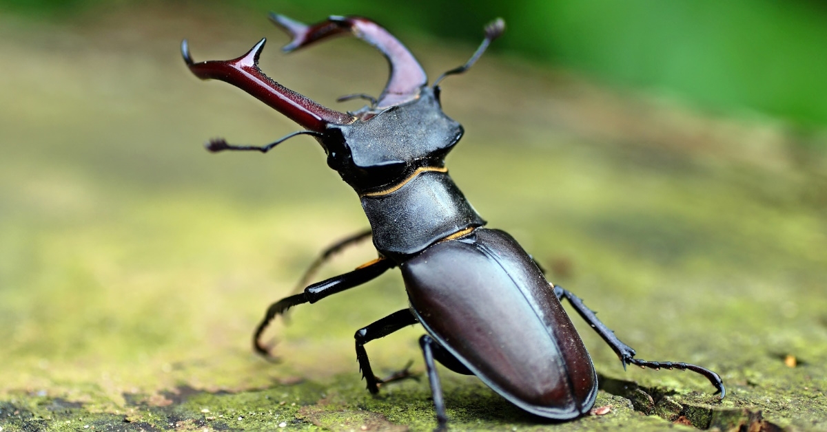 closeup of Stag beetle with its stings open sitting on a log 