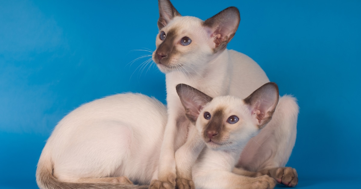 A portrait featuring two Siamese kittens set against a blue background.