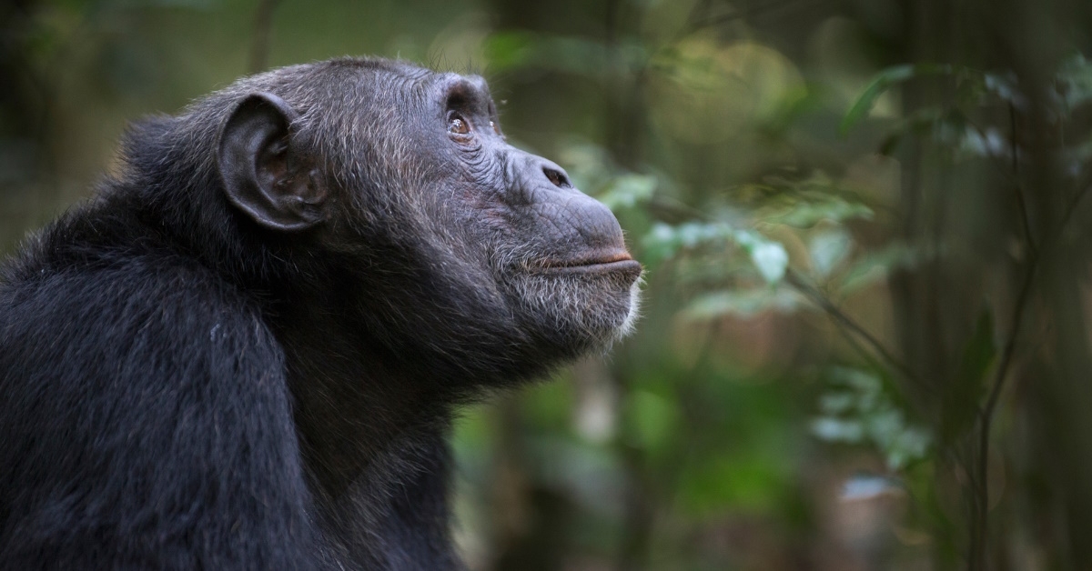  A wild chimpanzee sitting in nature, gazing upwards