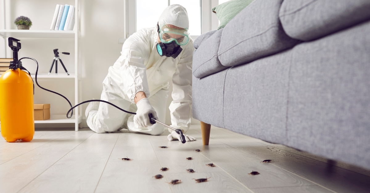 pest controler eradicating cockroaches.