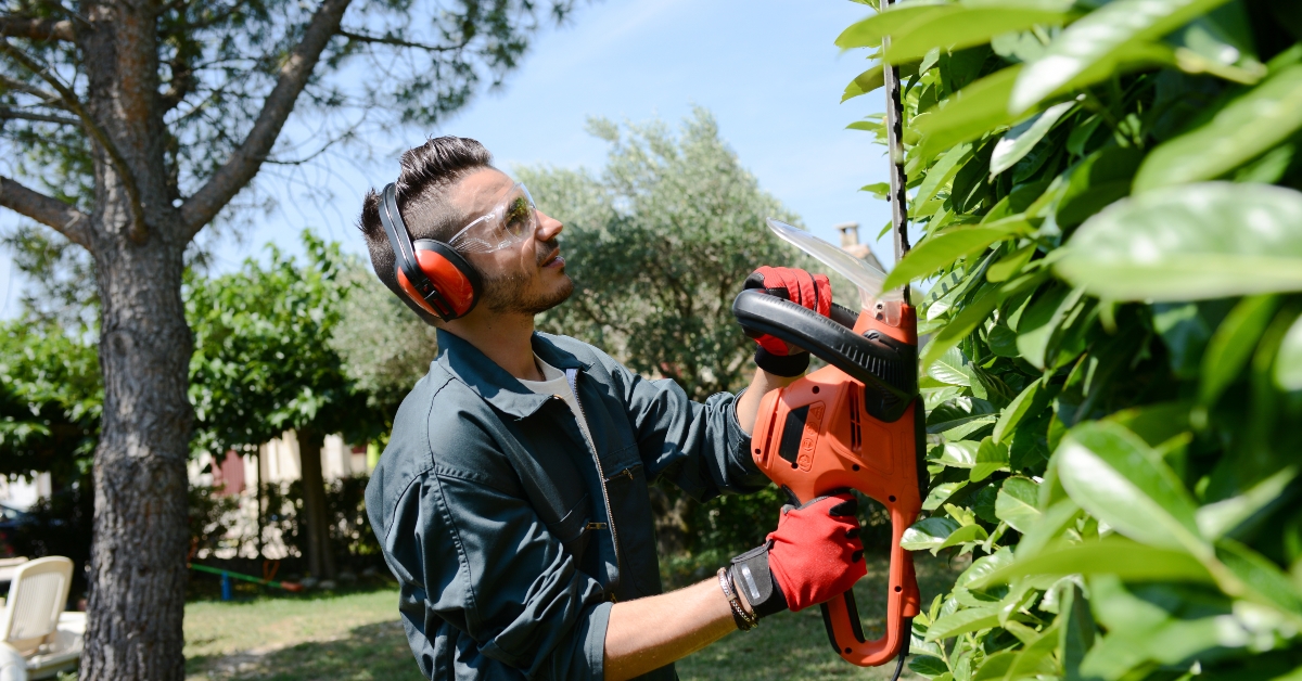  gardener trimming hedgerow
