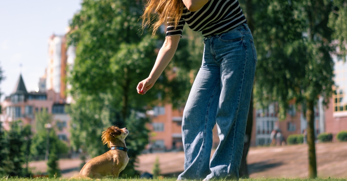 a cute little dog on a walk