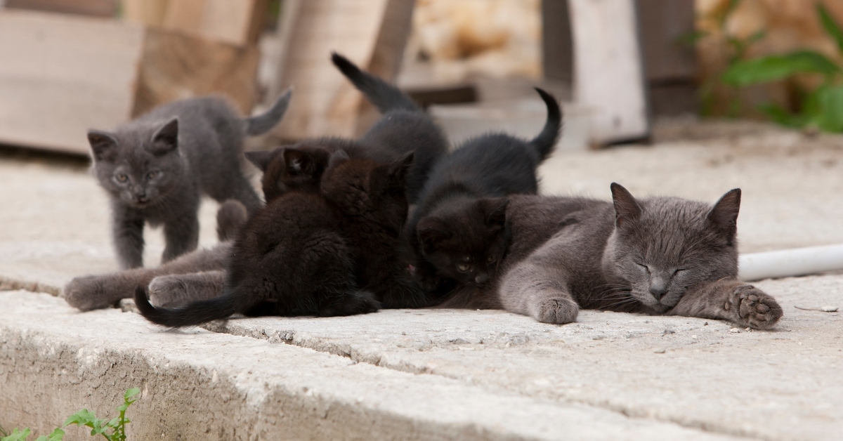 a street cat feeds her cubs