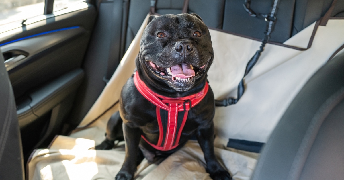 happy staffordshire bull terrier