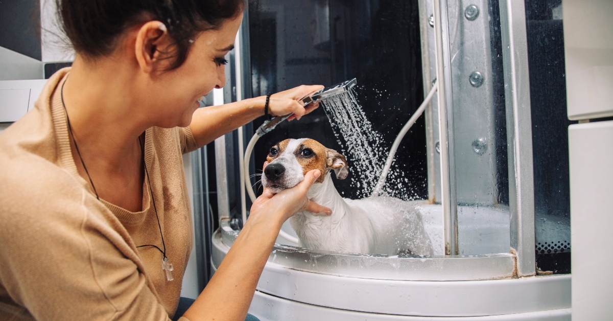 Jack russell terrier dog