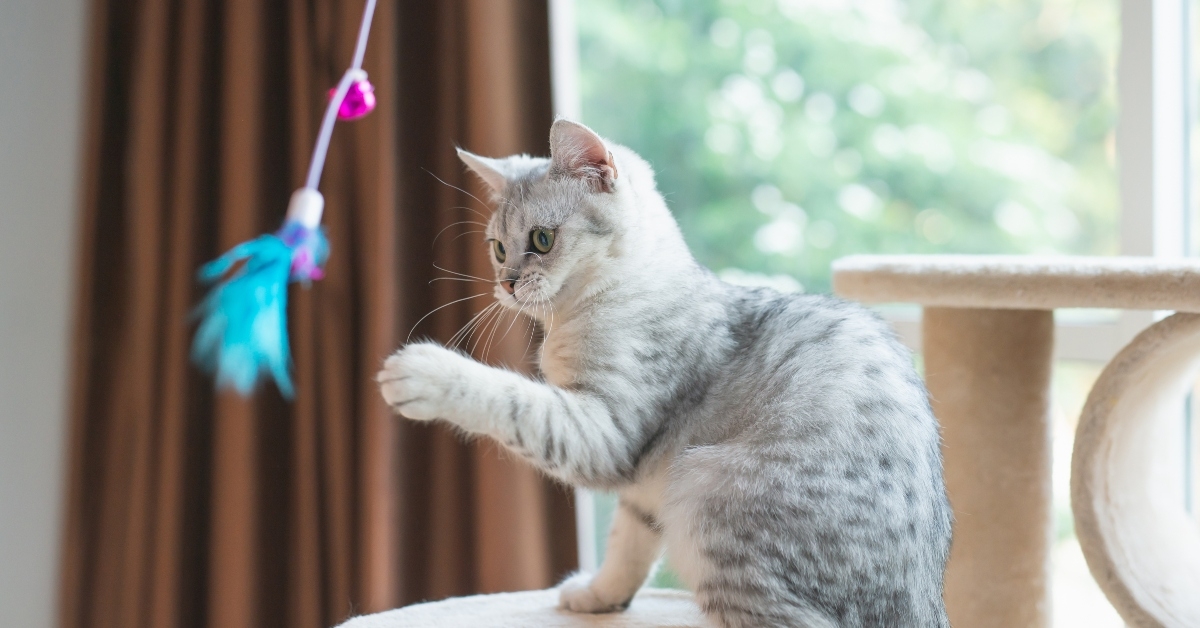 kitten playing toy on cat tower