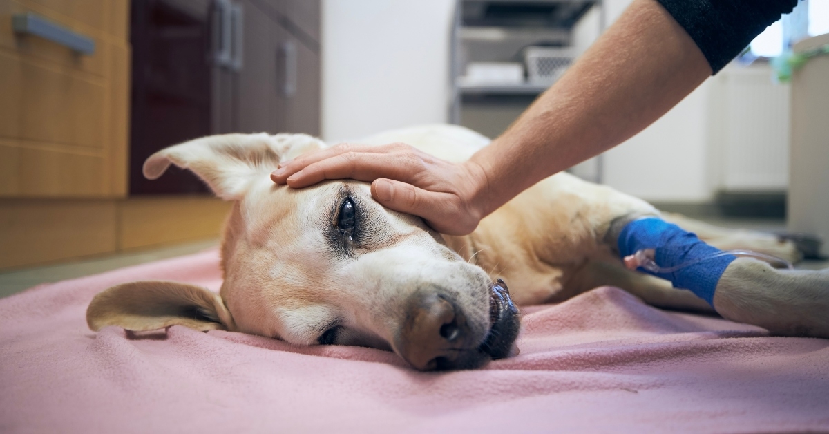old dog in animal hospital