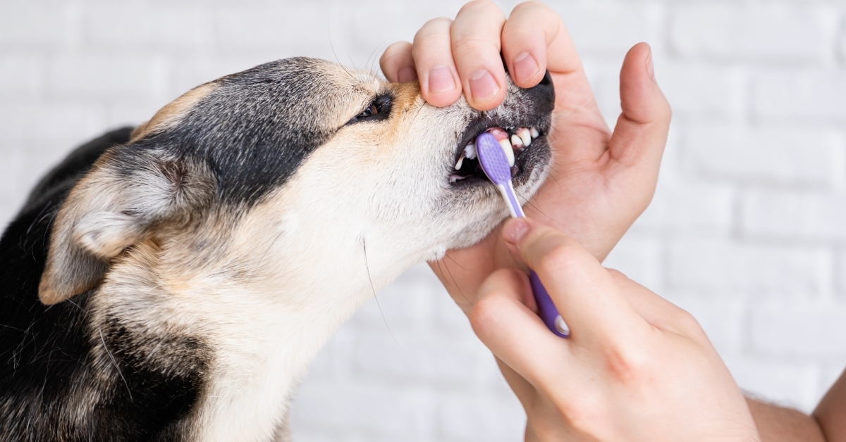 owner brushing teeth of dog