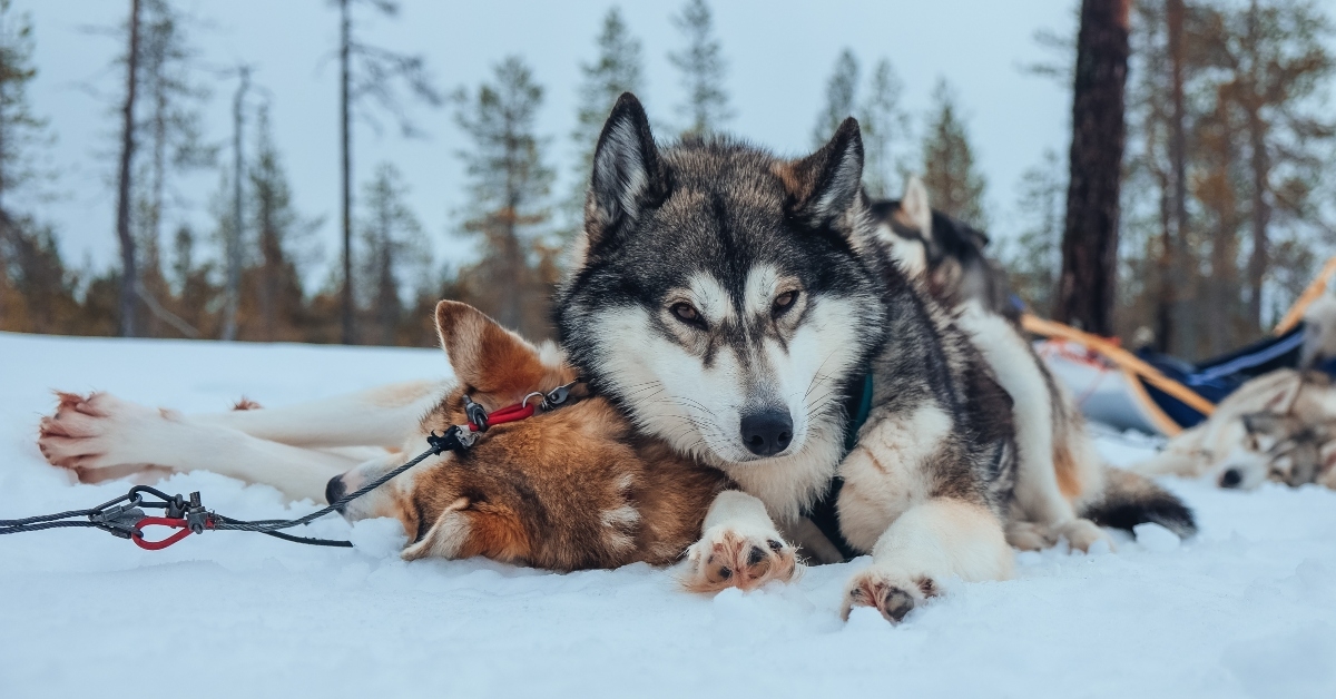 sleddogs during a break
