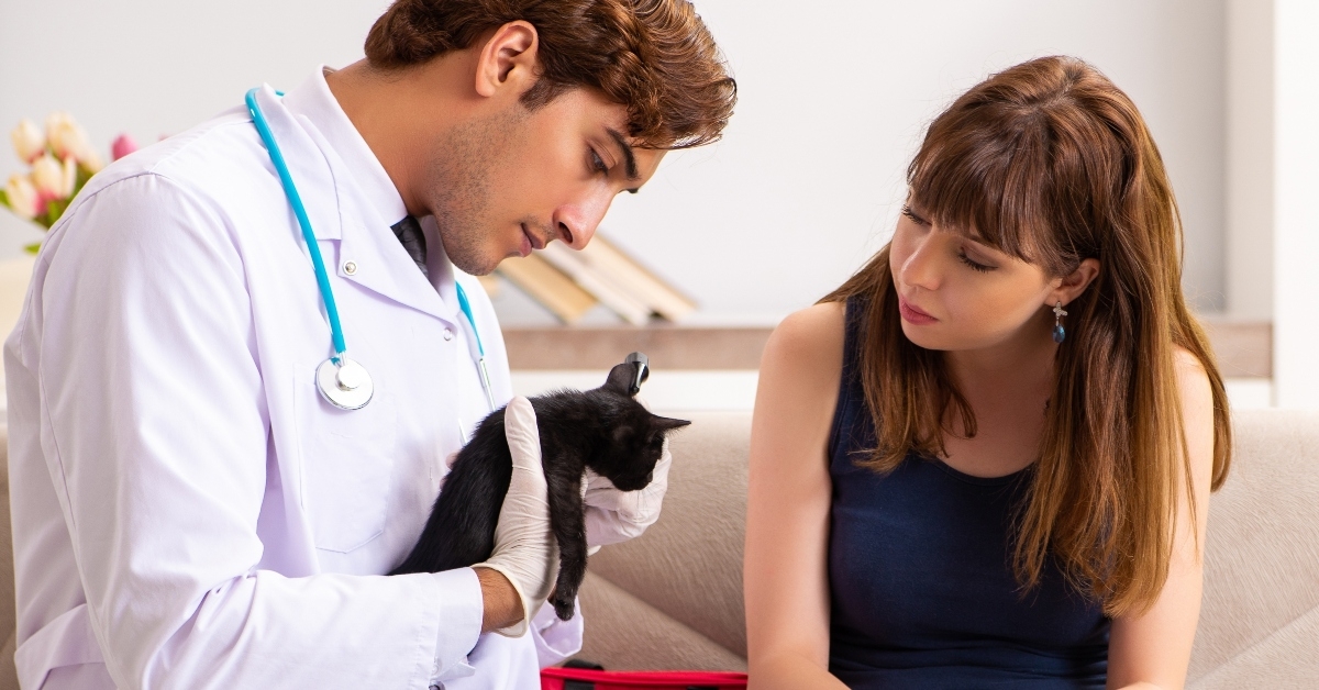 vet doctir visiting sick kittens