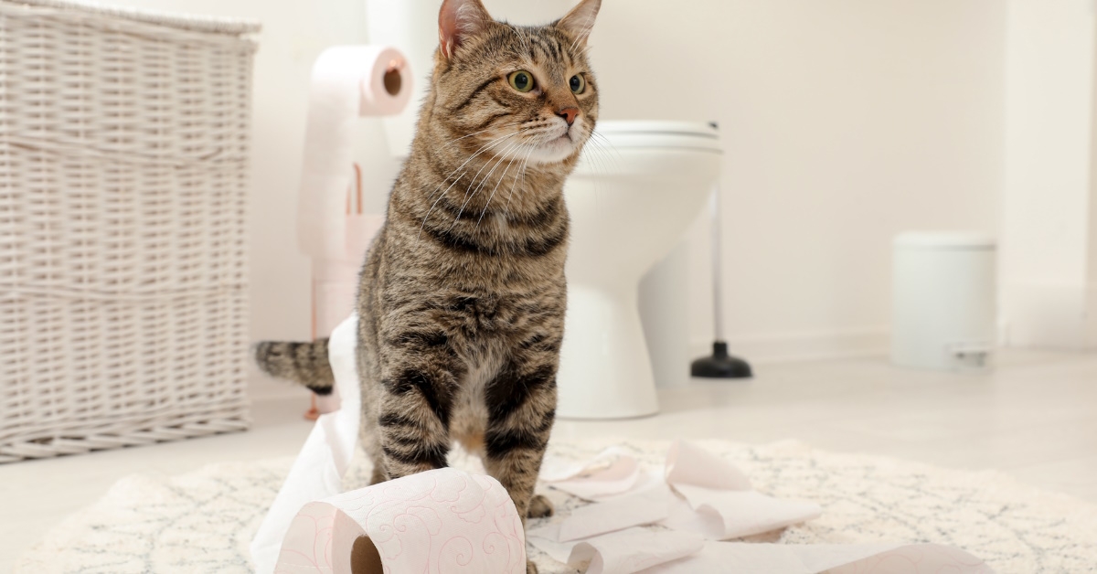 Cute cat playing with toilet roll
