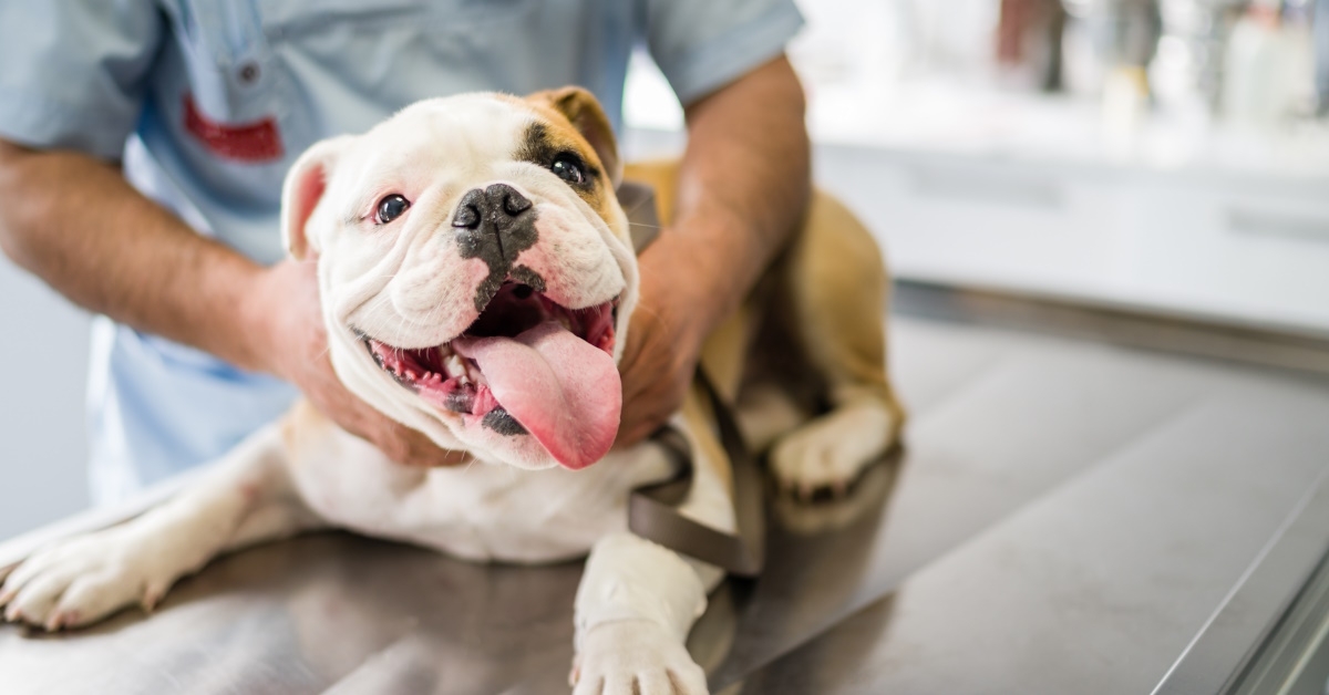 vet diagnosing dog on table