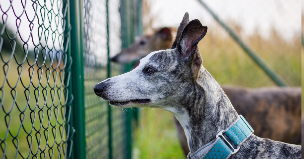 dogs guarding backyard behind steel fence