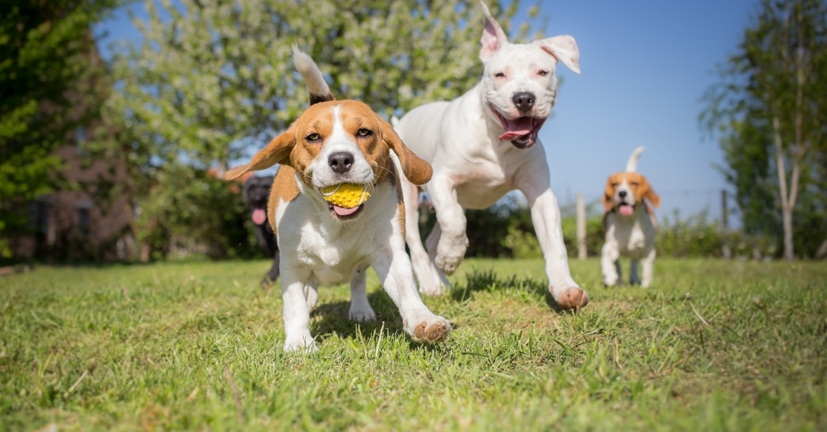 group of dogs running in lawn