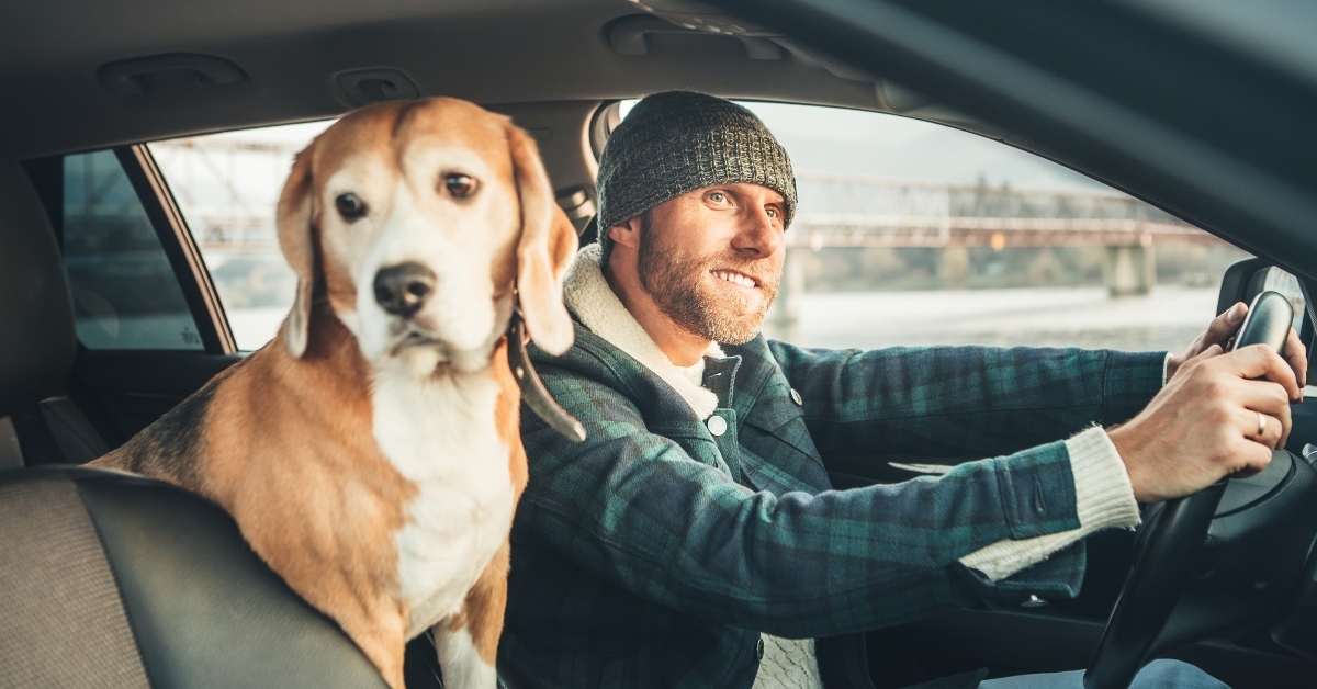 man riding a car and his beagle dog