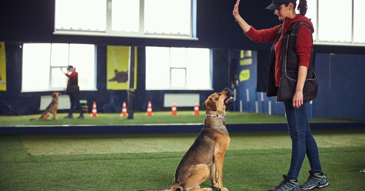 instructor training dog with hand signal