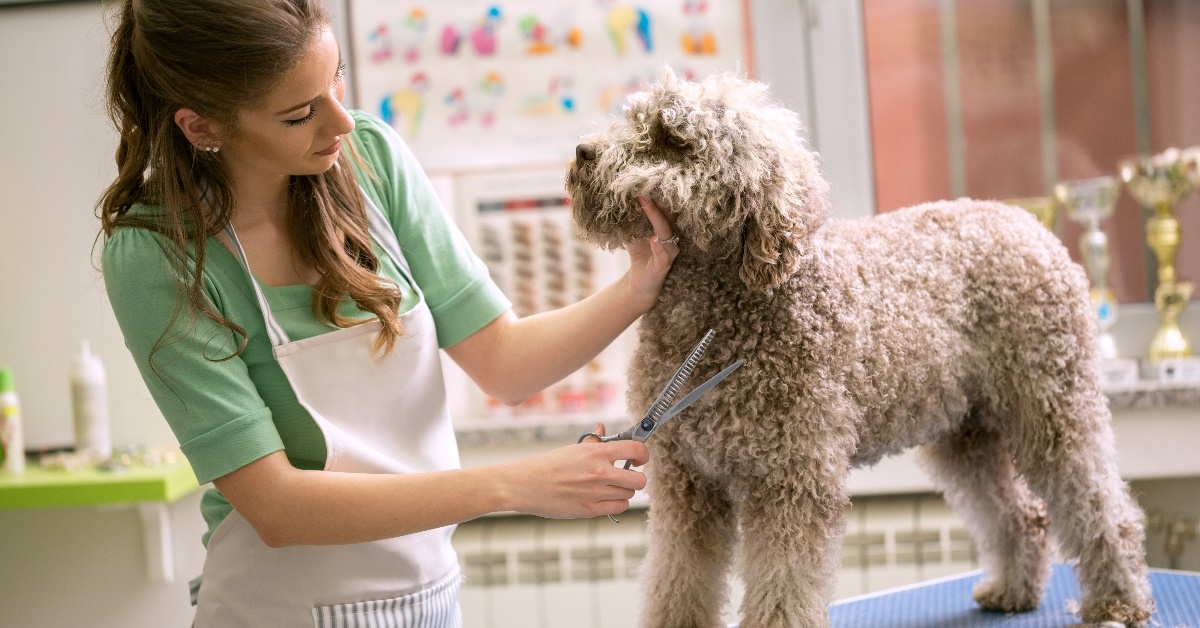 professional pet groomer grooming dog