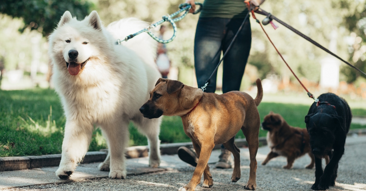 lady walking dogs on leash