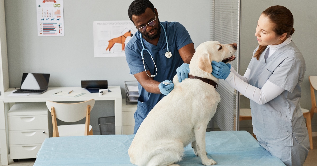 male and female dog inspecting dog