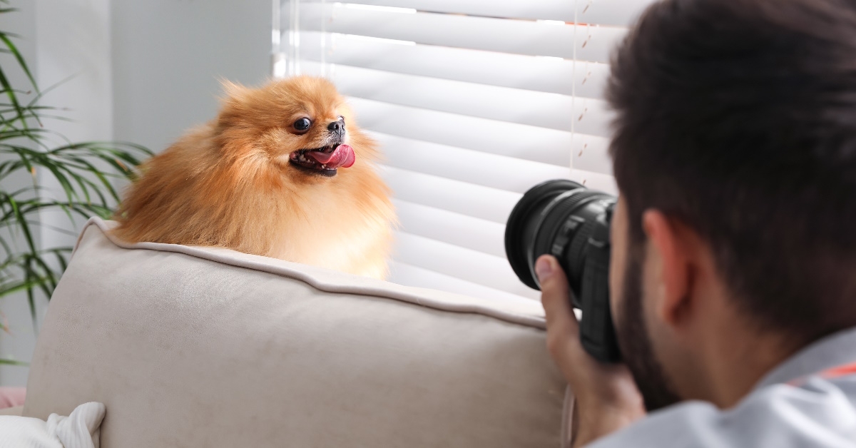 male photographer photographing pomeranian dog