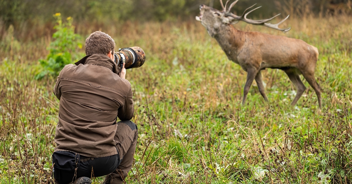 male photographer taking pictures of deer