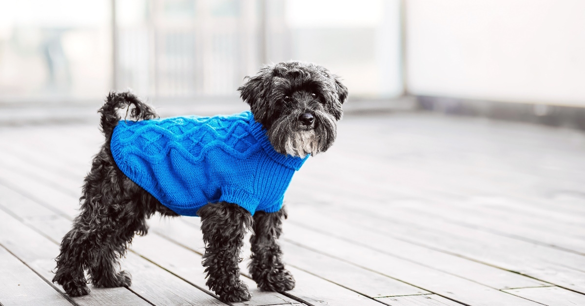 miniature schnauzer in blue pullover