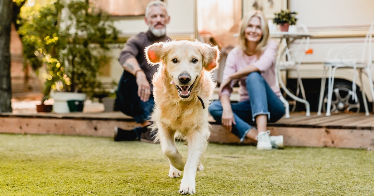 running dog with happy couple