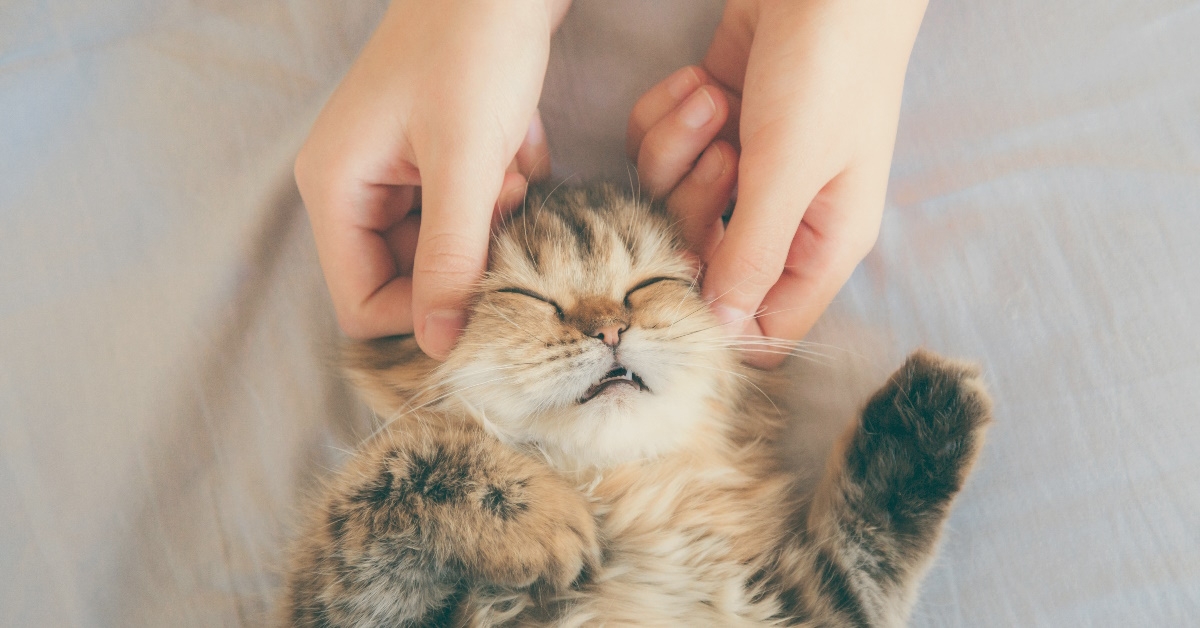 woman massaging persian kitty on bed