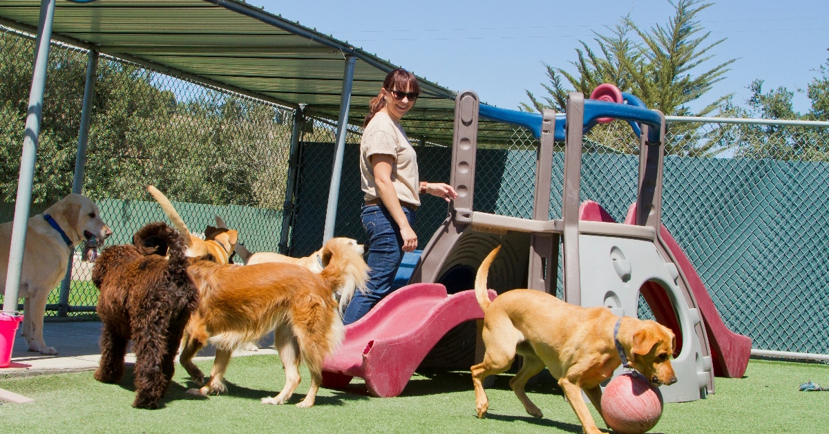 woman handling dogs at pet boarding