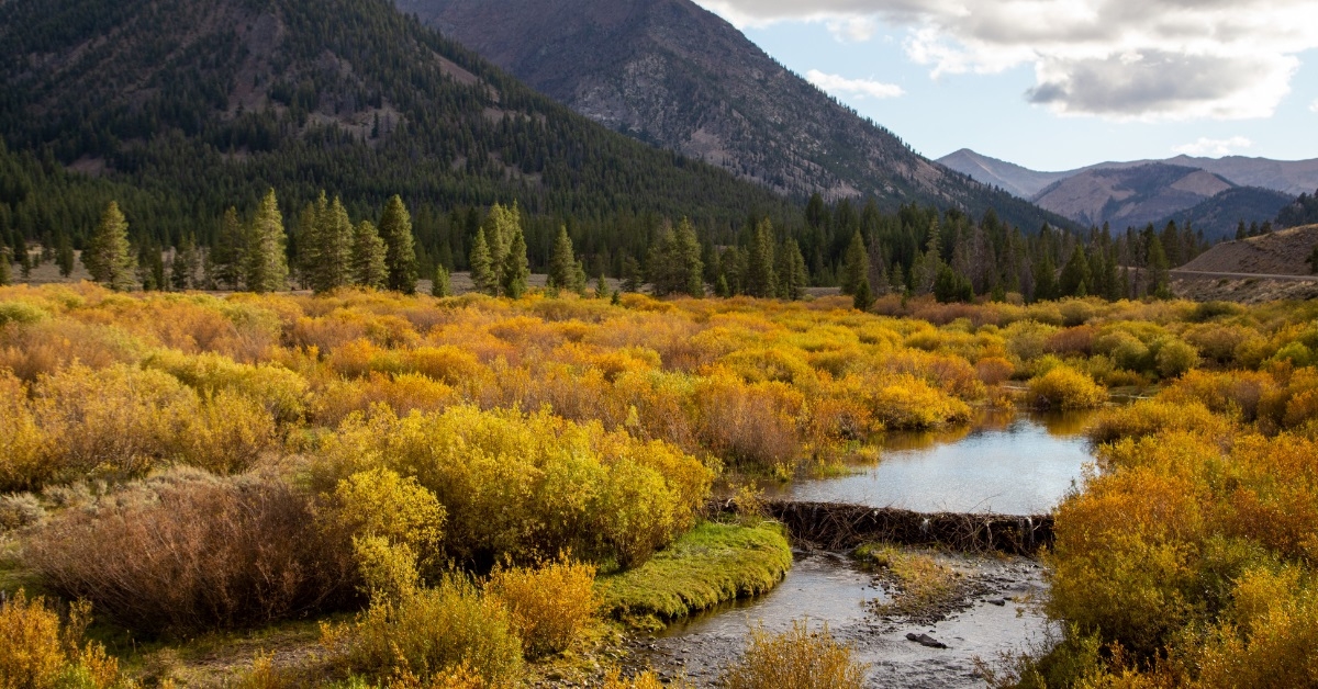 beaver dam in sun valley idaho