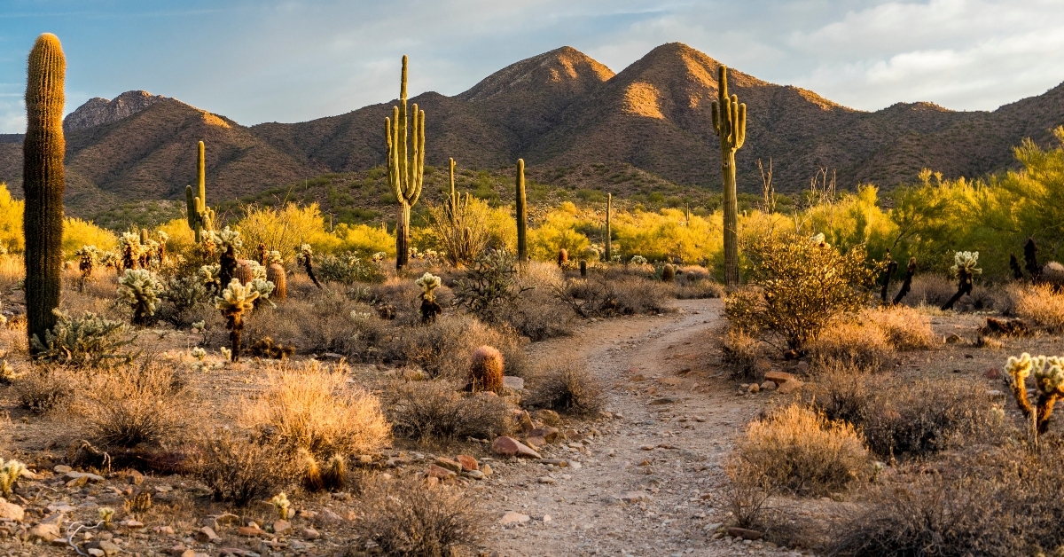 sonoran desert in scottsdale arizone