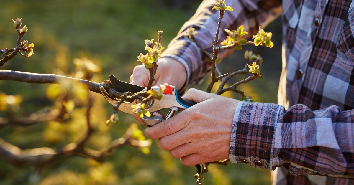 gardener pruning a fruit tree