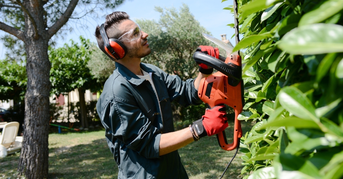 young man gardener trimming hedgerow