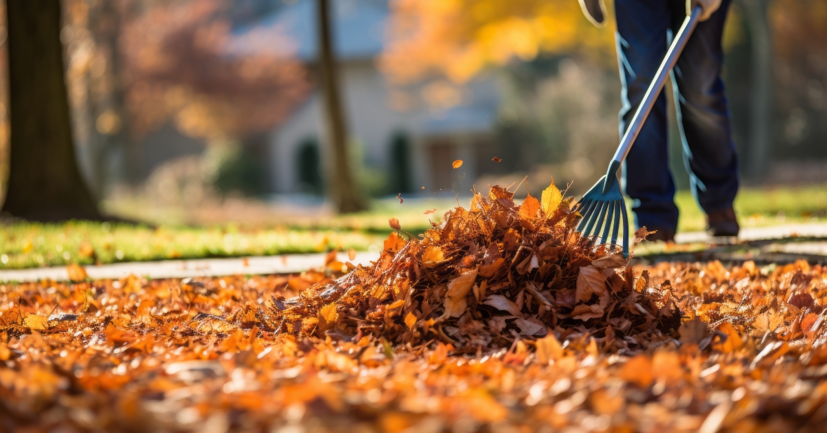 person rake leaves in autumn