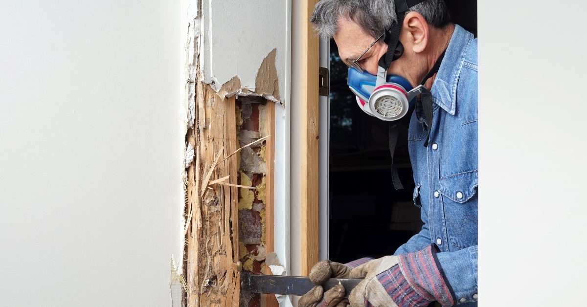 termite damaged wood
