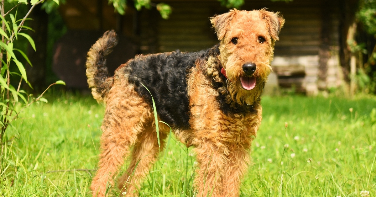 airedale