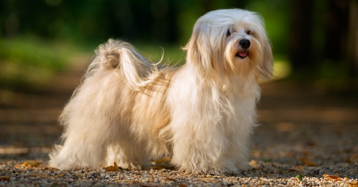 beautiful young havanese dog