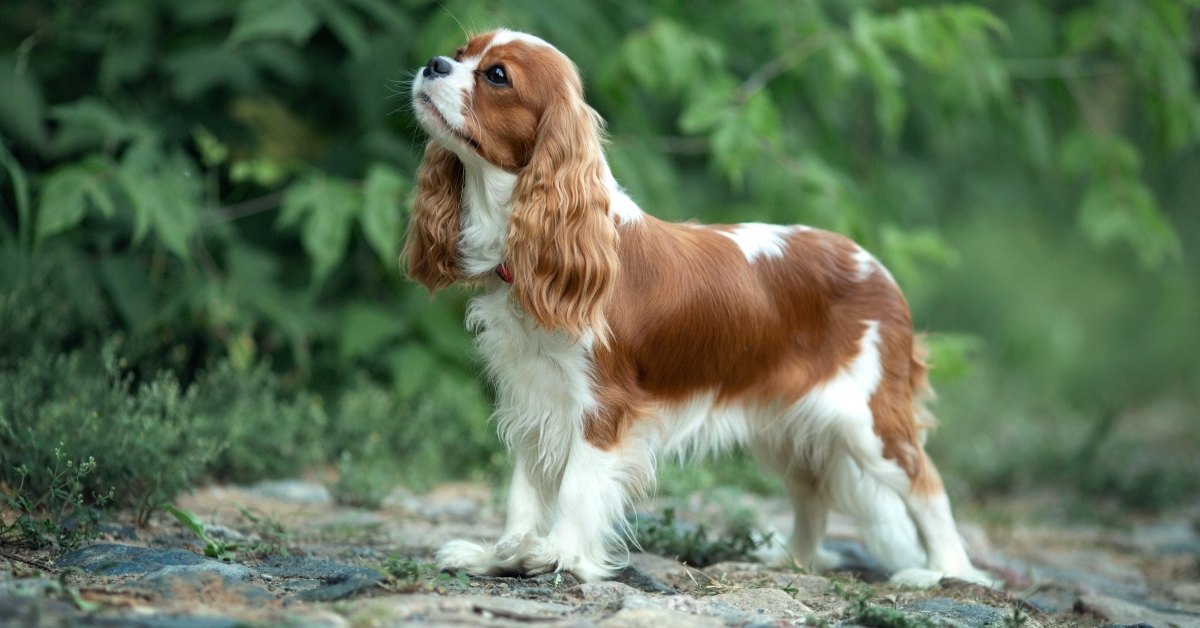 cavalier king charles spaniel