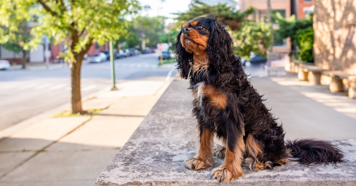 cavalier king charles spaniel