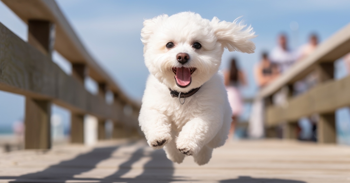 cute bichon frise jumping